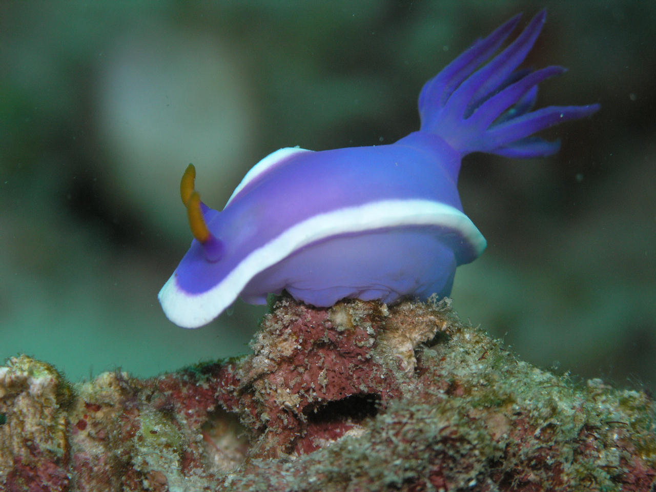 Hypselodoris bullockii